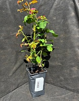 Роза кустовая Эмильен Гийо